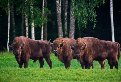 БРЕСТ –  Беловежская пуща на поезде