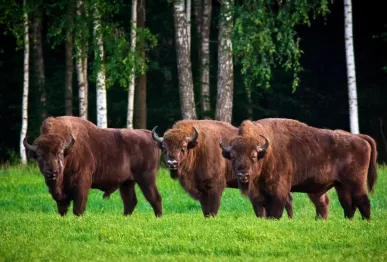 Беловежская пуща