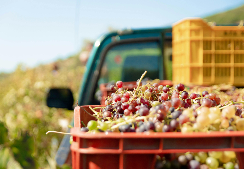 Чарующая Грузия. Праздник сбора урожая - ртвели