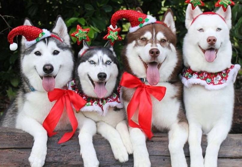 «В гости к Хаски» 